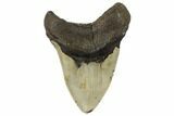 Fossil Megalodon Tooth - North Carolina #188231-2